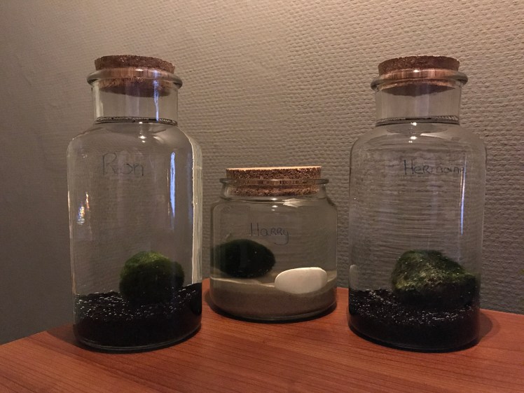 mosbal-wier-alg-plant-organisme